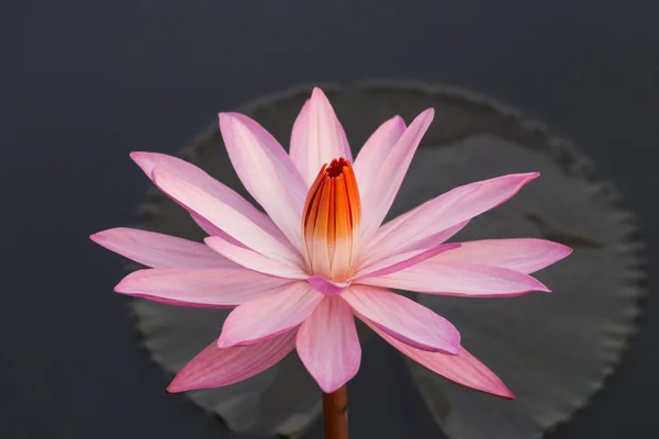 Pink colour lotus flower — Stock Photo, Image