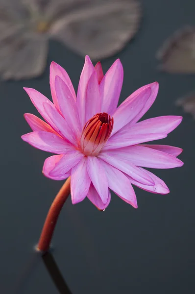 Pink colour lotus flower — Stock Photo, Image