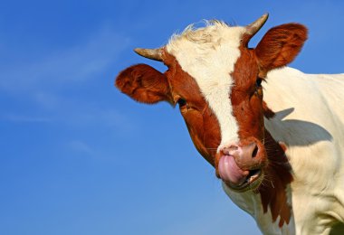 bir yaz derisindeki bir kırsal manzara mera