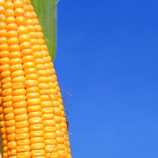 Młody ucho kukurydzy na łodydze — Zdjęcie stockowe