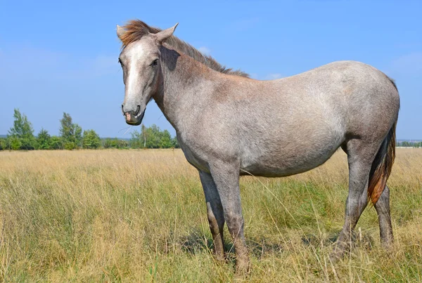 Paard op een zomerweide in een landelijk landschap. — Stockfoto