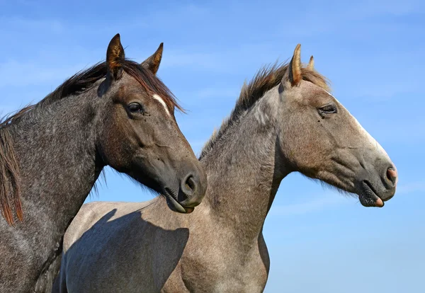 Têtes de cheval contre le ciel — Photo