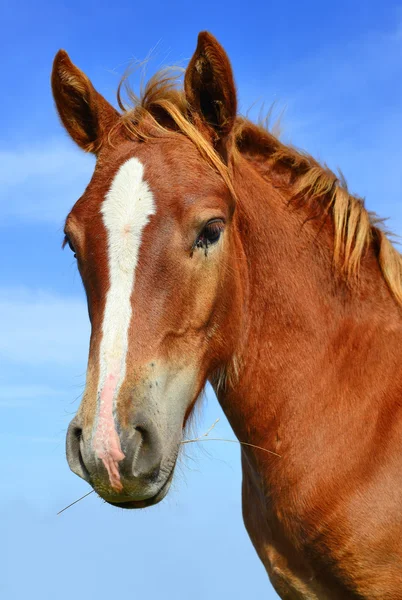 Cabeça de cavalo contra o céu — Fotografia de Stock