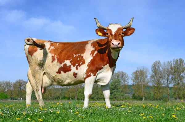 一个夏天一头奶牛牧场在夏天农村风景. — 图库照片