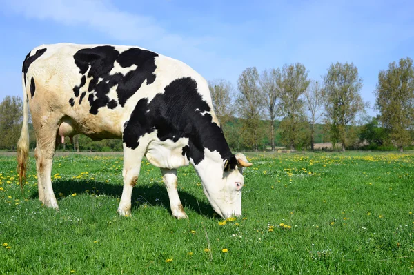 A cow on a summer pasture in a summer rural landscape. — Stock Photo, Image