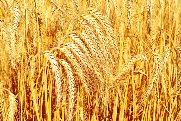 Campo de grano en un paisaje rural — Foto de Stock