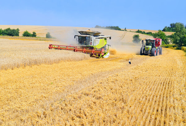 Grain harvesting combine
