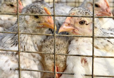 Kırsal manzara kümeste yumurtlayanlar