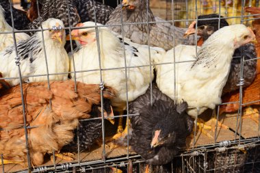 Tavukları kümese kırsal manzara içinde
