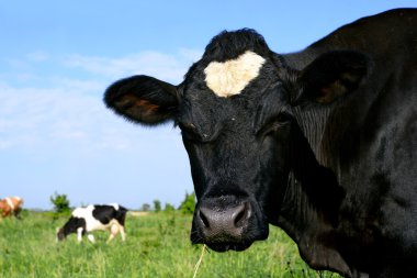 bir inek bir mera karşı başkanı