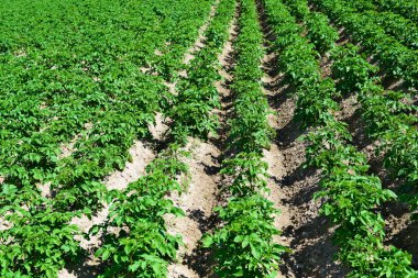 Kırsal manzara alanında patates