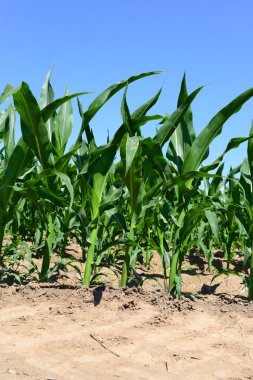 Mısır alan genç sürgünler ile