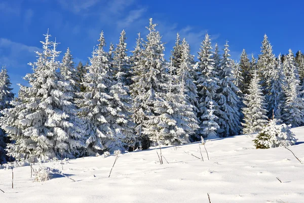 Sparren onder de sneeuw in een winterlandschap. — Stockfoto