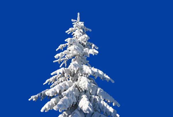 Fir under snow in a winter landscape. — Stock Photo, Image