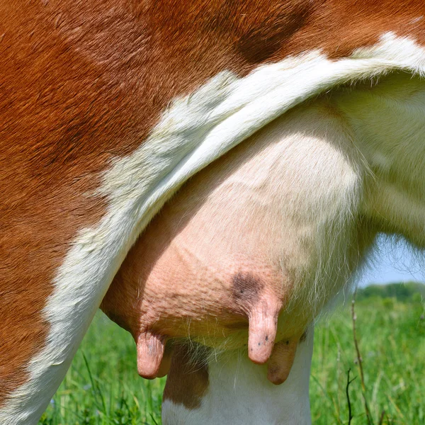 Una ubre de una vaca joven de cerca . —  Fotos de Stock