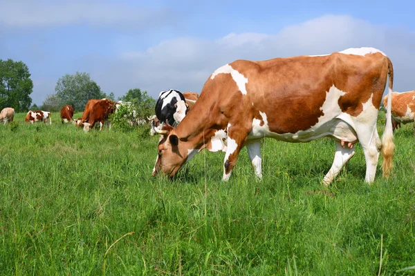 A cows on a summer pasture in a summer rural landscape. — Stock Photo, Image