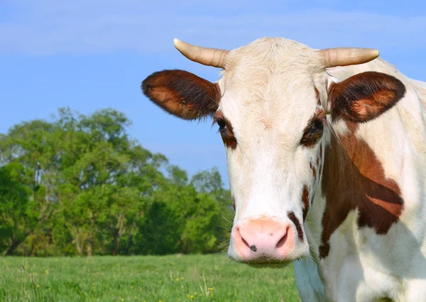 Cabeza de vaca contra un pasto —  Fotos de Stock