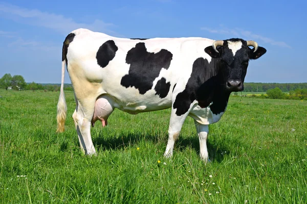 En ko på en sommar bete i sommar landsbygdens landskap. — Stockfoto