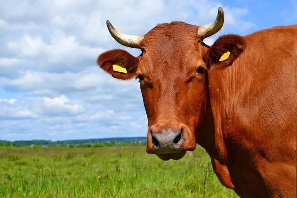 uzun boynuzlu ankole inek — Stok Foto © pitamaha 27572503