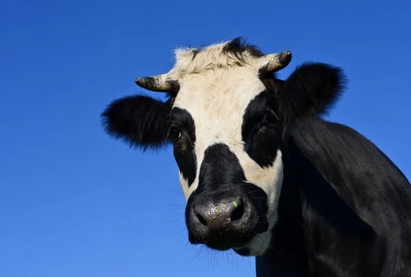 Head of a cow against the sky Stock Photo
