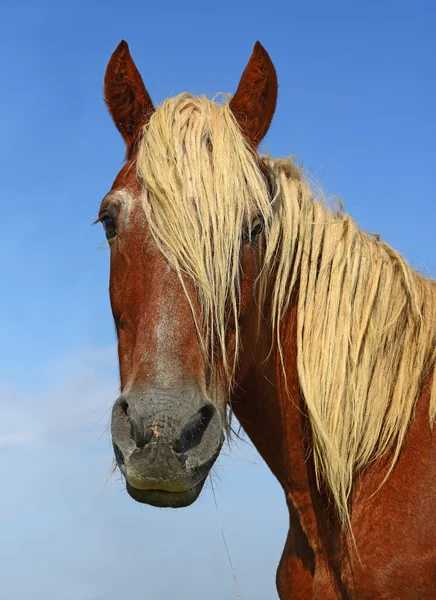 Huvudet av en häst mot himlen — Stockfoto