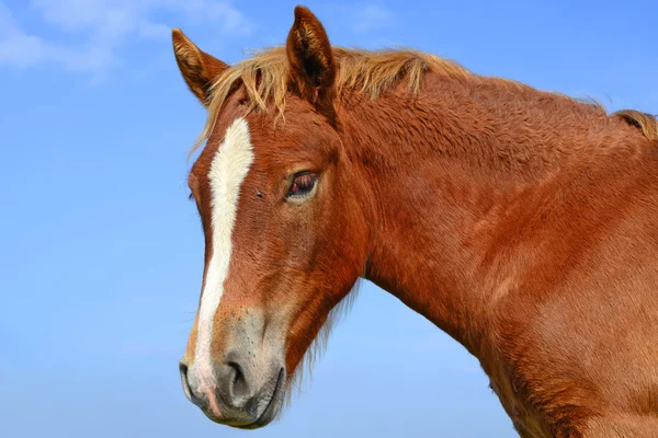 Cabeça de cavalo contra o céu — Fotografia de Stock