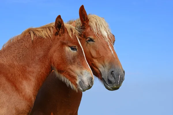 Huvuden av hästar mot himlen. — Stockfoto