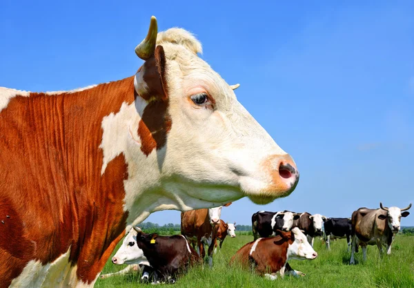 A tehenek, a nyári legelőn a nyári vidéki táj. — Stock Fotó