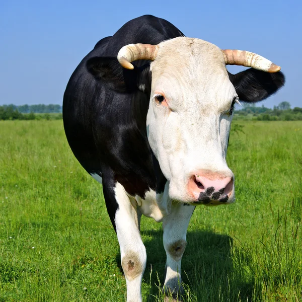 A cow on a summer pasture in a summer rural landscape. — Stock Photo, Image