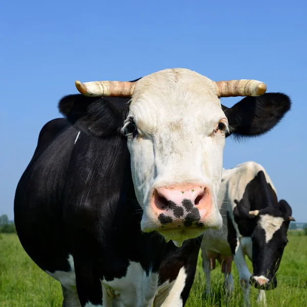 Cabeza de vaca contra un pasto — Foto de Stock