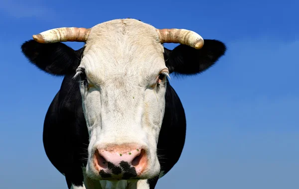 Tête de vache contre le ciel — Photo