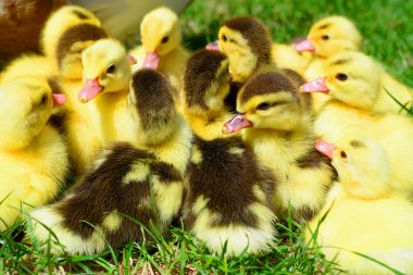 Ördek yavrusu yürüyüş bir yaz peyzaj