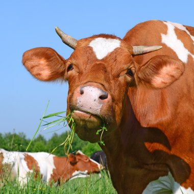 bir inek bir yaz bir yaz kırsal manzara mera.