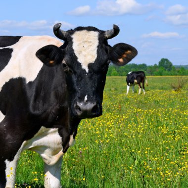 bir inek bir mera karşı başkanı