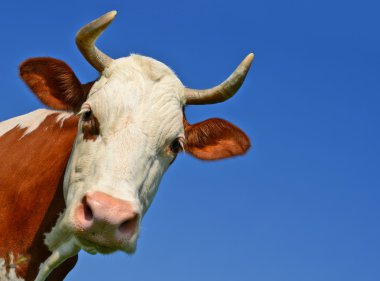 gökyüzü bir inek başkanı