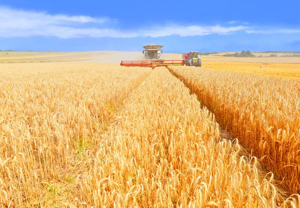 Grain skörd kombinera i ett landsbygdens landskap — Stockfoto