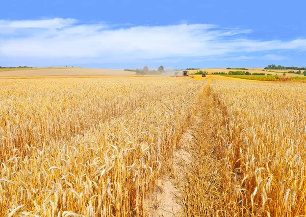 La récolte du grain se combine dans un paysage rural — Photo