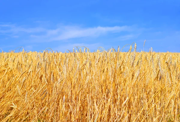 Champ de céréales dans le paysage rural — Photo
