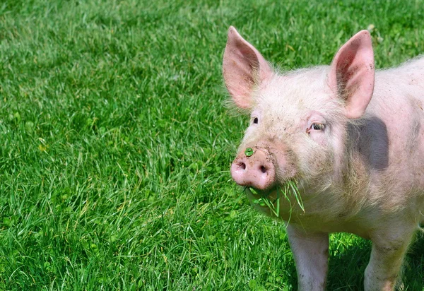 Pequeno porco em uma grama verde — Fotografia de Stock