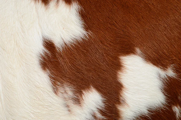 A fragment of a skin of a cow close up on a background photo — Stock Photo, Image