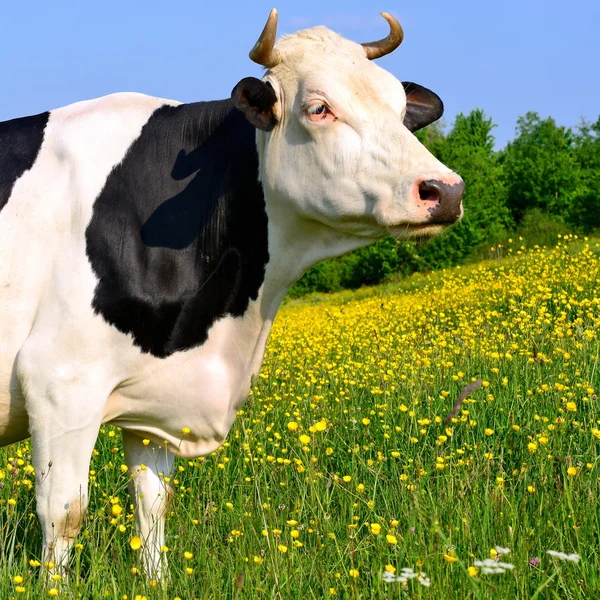 夏の農村景観における牧草地の夏に牛. — ストック写真