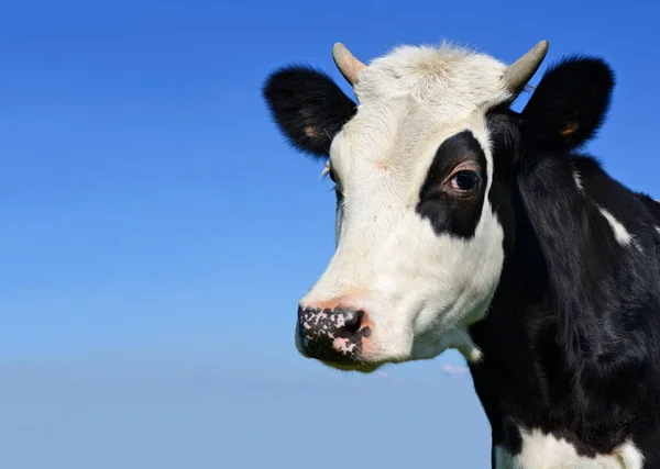 Kopf des Kalbes gegen den Himmel Stockbild