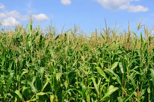 Mladá kukuřice ve venkovské krajině — Stock fotografie