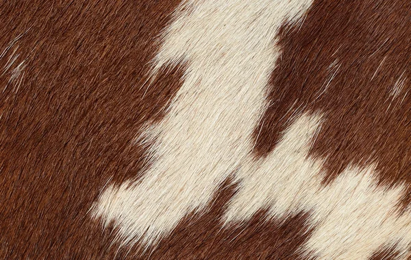 A fragment of a skin of a cow close up on a background photo — Stock Photo, Image