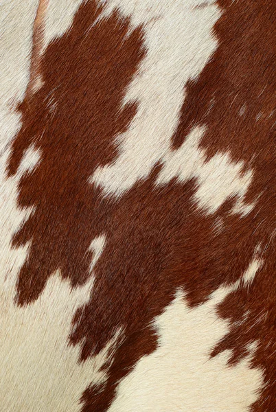 A fragment of a skin of a cow close up on a background photo — Stock Photo, Image