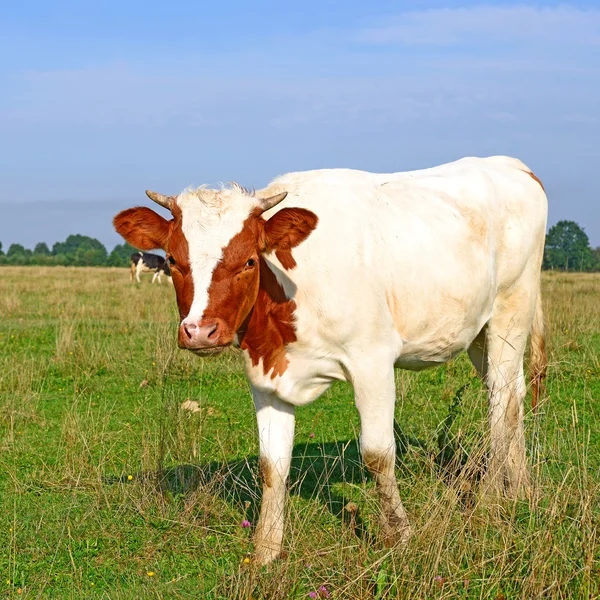 農村景観における牧草地の夏に子牛 — ストック写真
