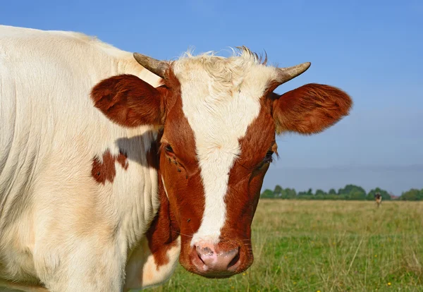 Das Kalb auf der Sommerweide in ländlicher Landschaft — Stockfoto