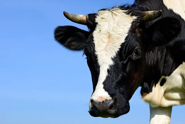 Das Kalb auf der Sommerweide in ländlicher Landschaft — Stockfoto