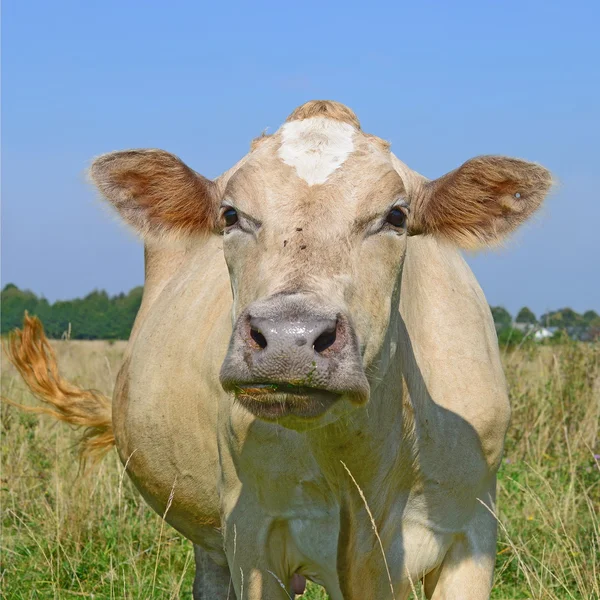 一头母牛的头靠在农村景观意蕴的牧场关闭 — 图库照片