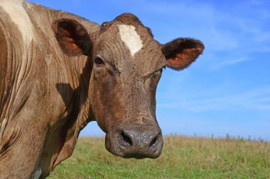 bir inek bir yaz bir yaz kırsal manzara mera.